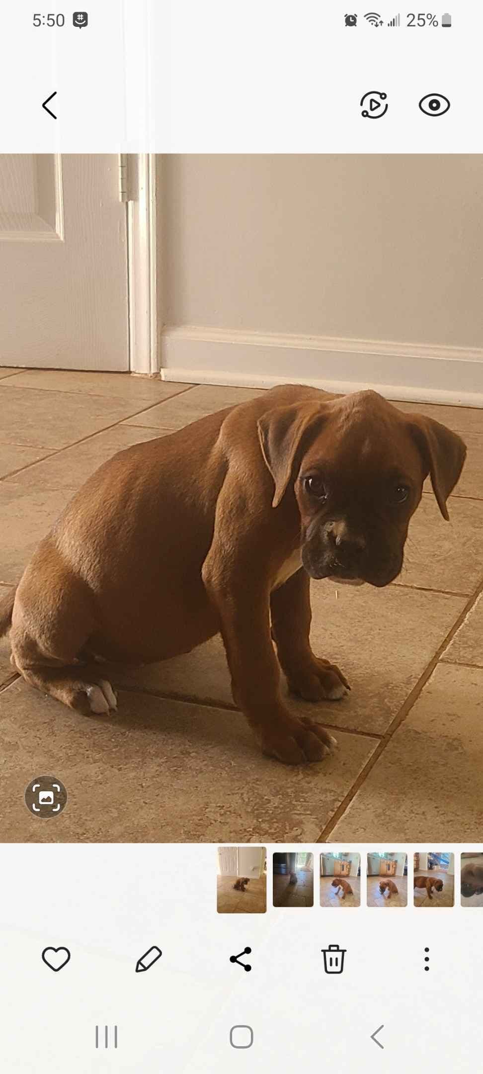 Boxer Puppies breeder image 9