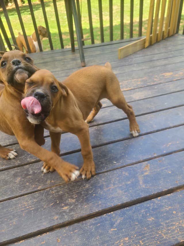 Boxer Puppies media 2