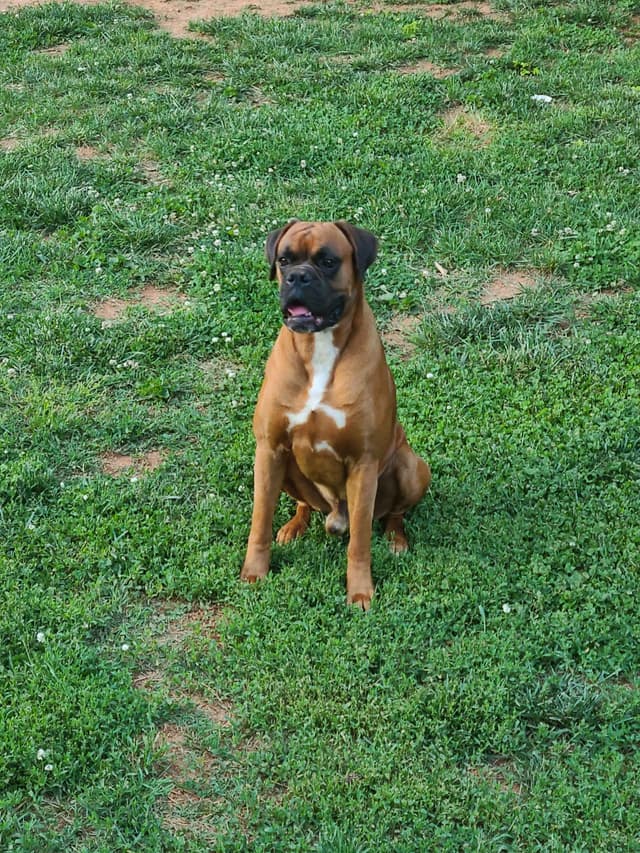 Boxer Puppies media 3