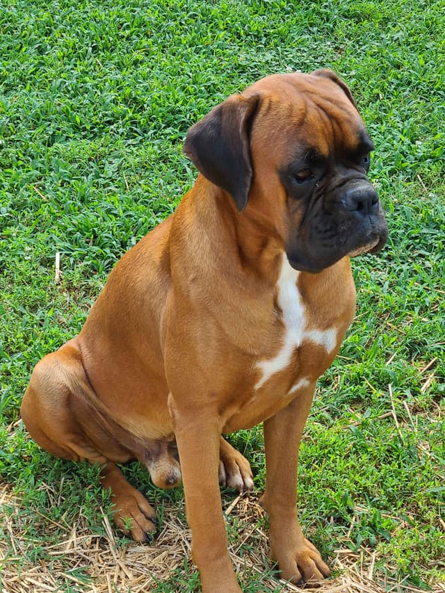 Boxer Puppies media 4