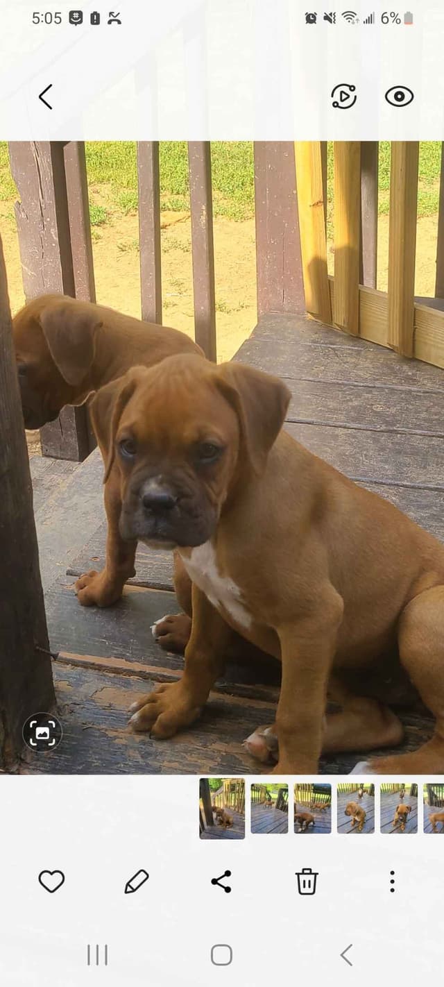 Boxer Puppies media 5