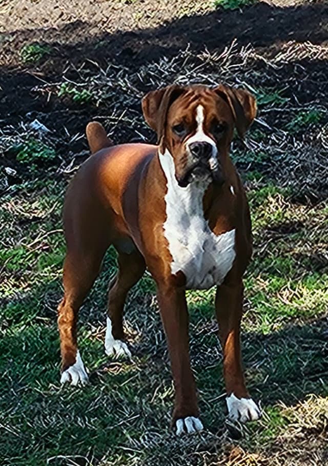 Boxer Puppies media 6