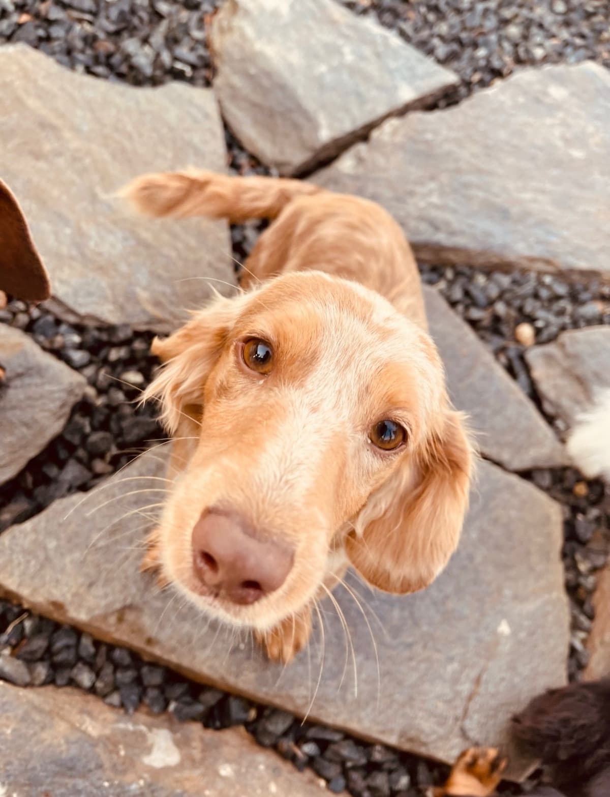 Mini Dachshund Puppies breeder image 2