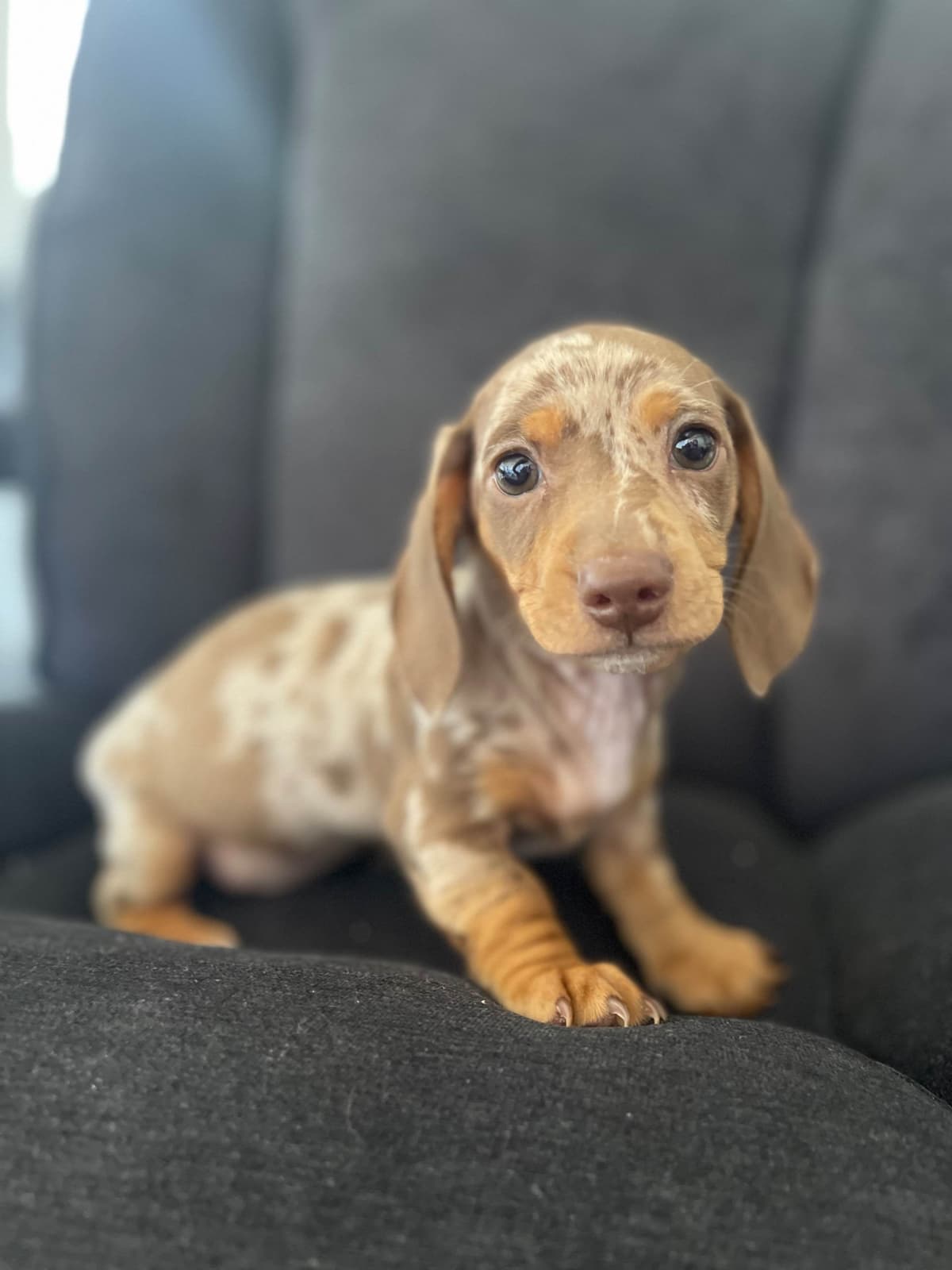 Mini Dachshund Puppies breeder image 5