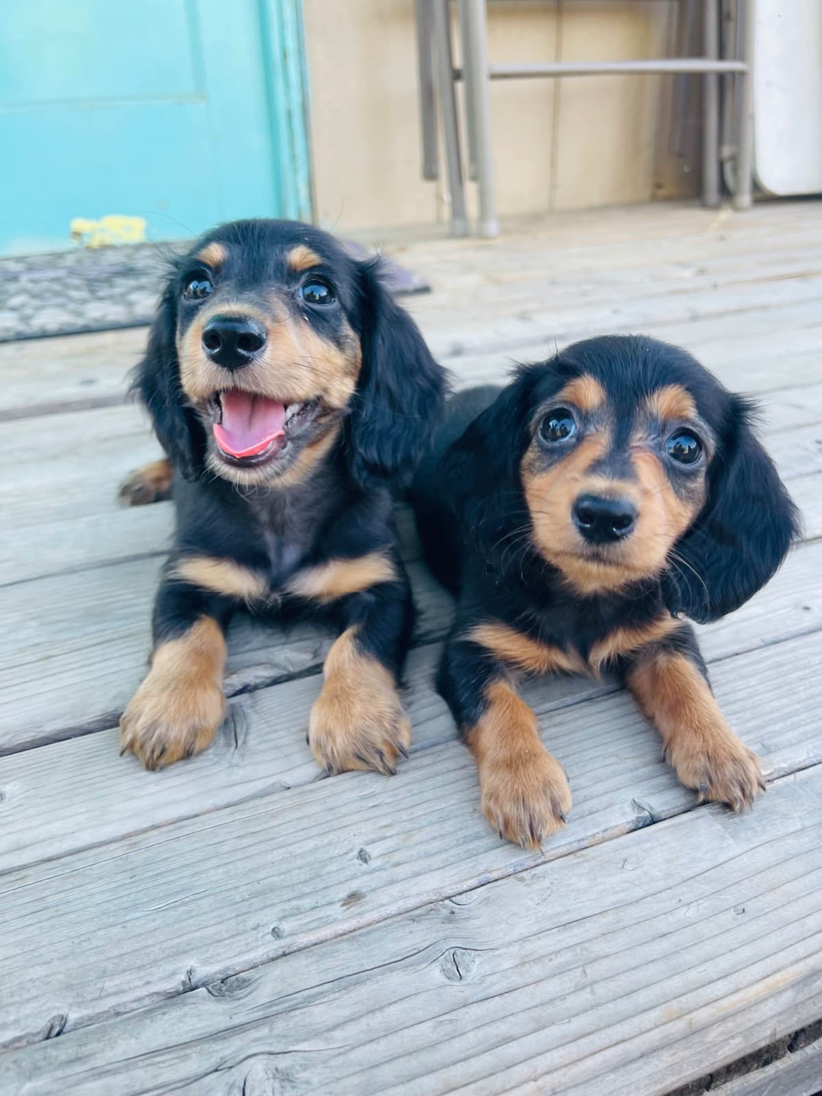 Mini Dachshund Puppies breeder image 11