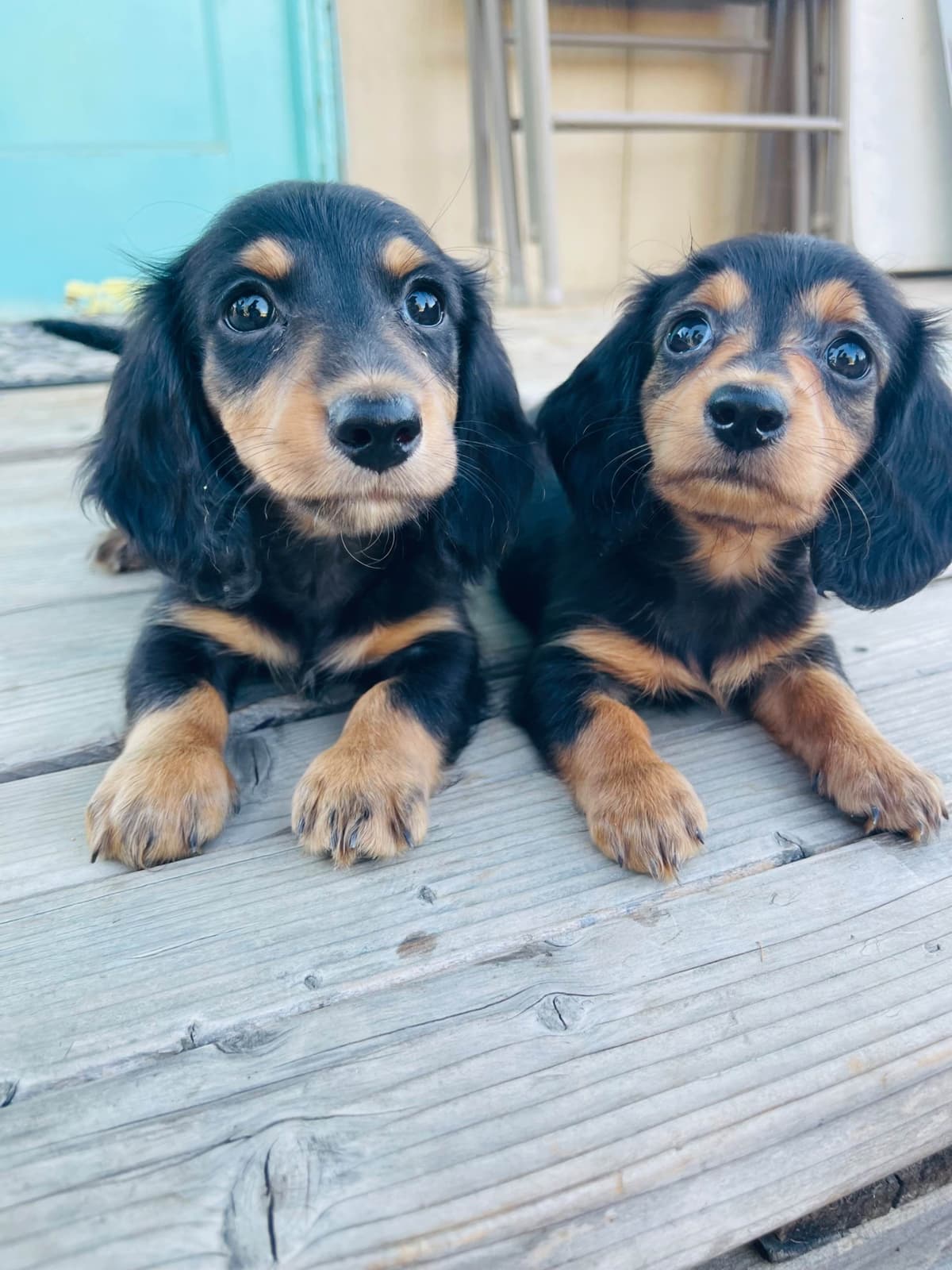 Mini Dachshund Puppies breeder image 12
