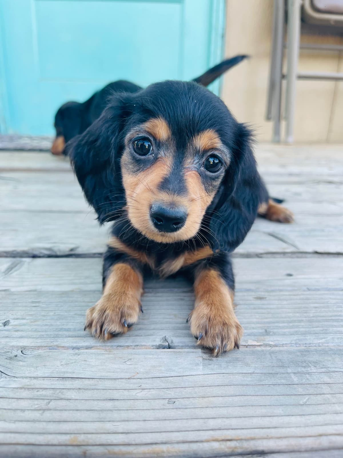 Mini Dachshund Puppies breeder image 13