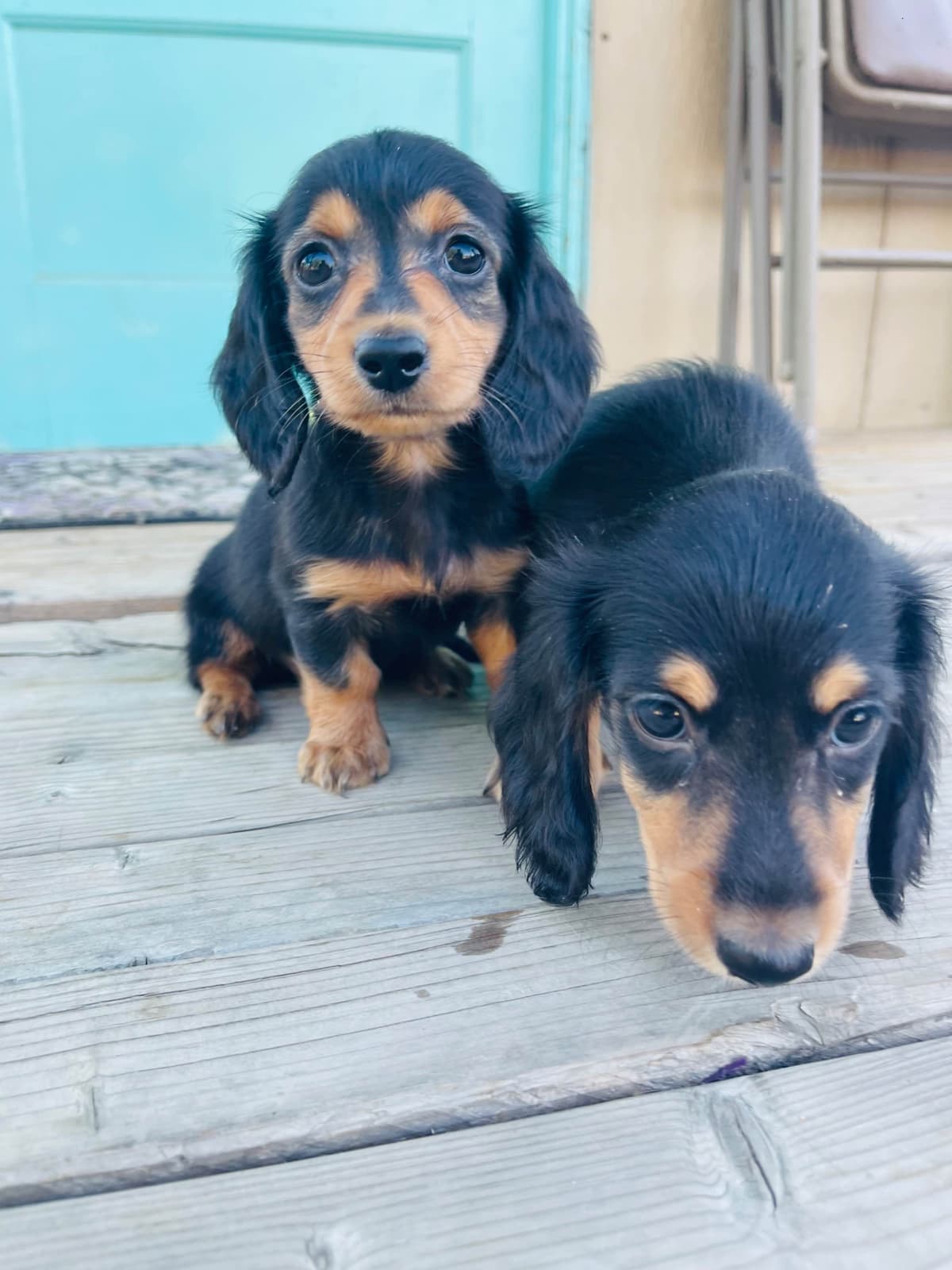 Mini Dachshund Puppies breeder image 14