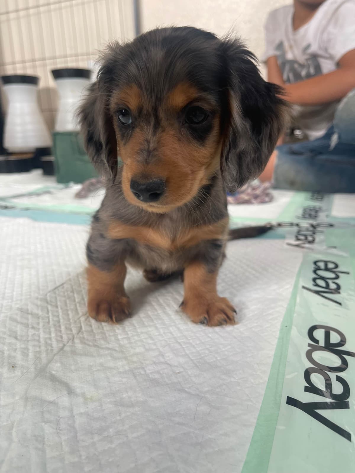 Mini Dachshund Puppies breeder image 16
