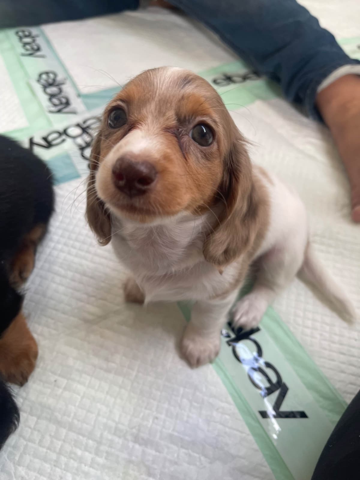 Mini Dachshund Puppies breeder image 18