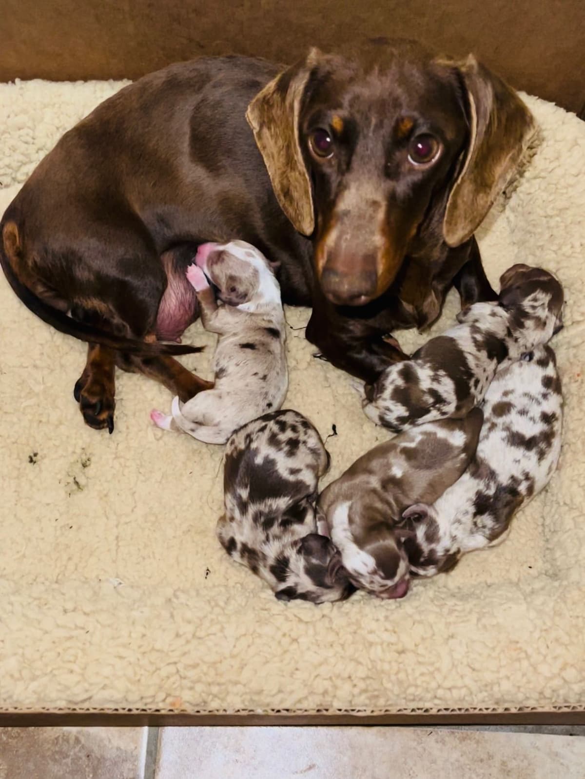 Mini Dachshund Puppies breeder image 17