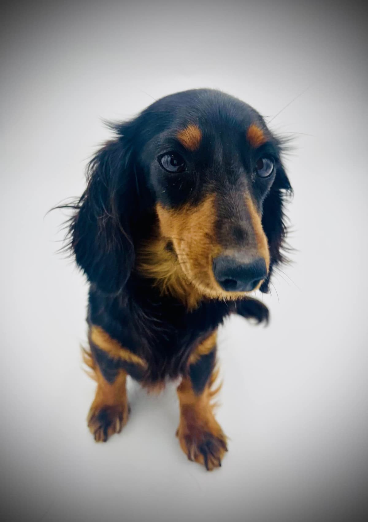 Mini Dachshund Puppies breeder image 19