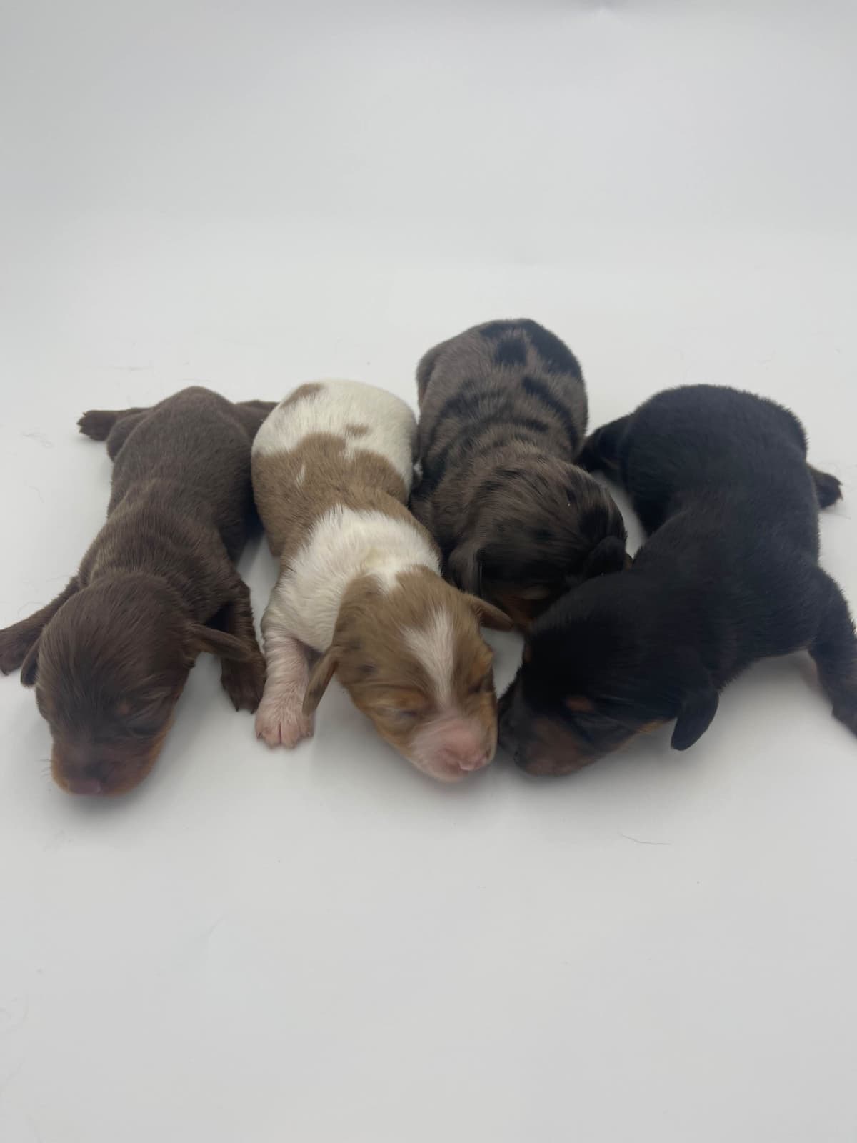 Mini Dachshund Puppies breeder image 21