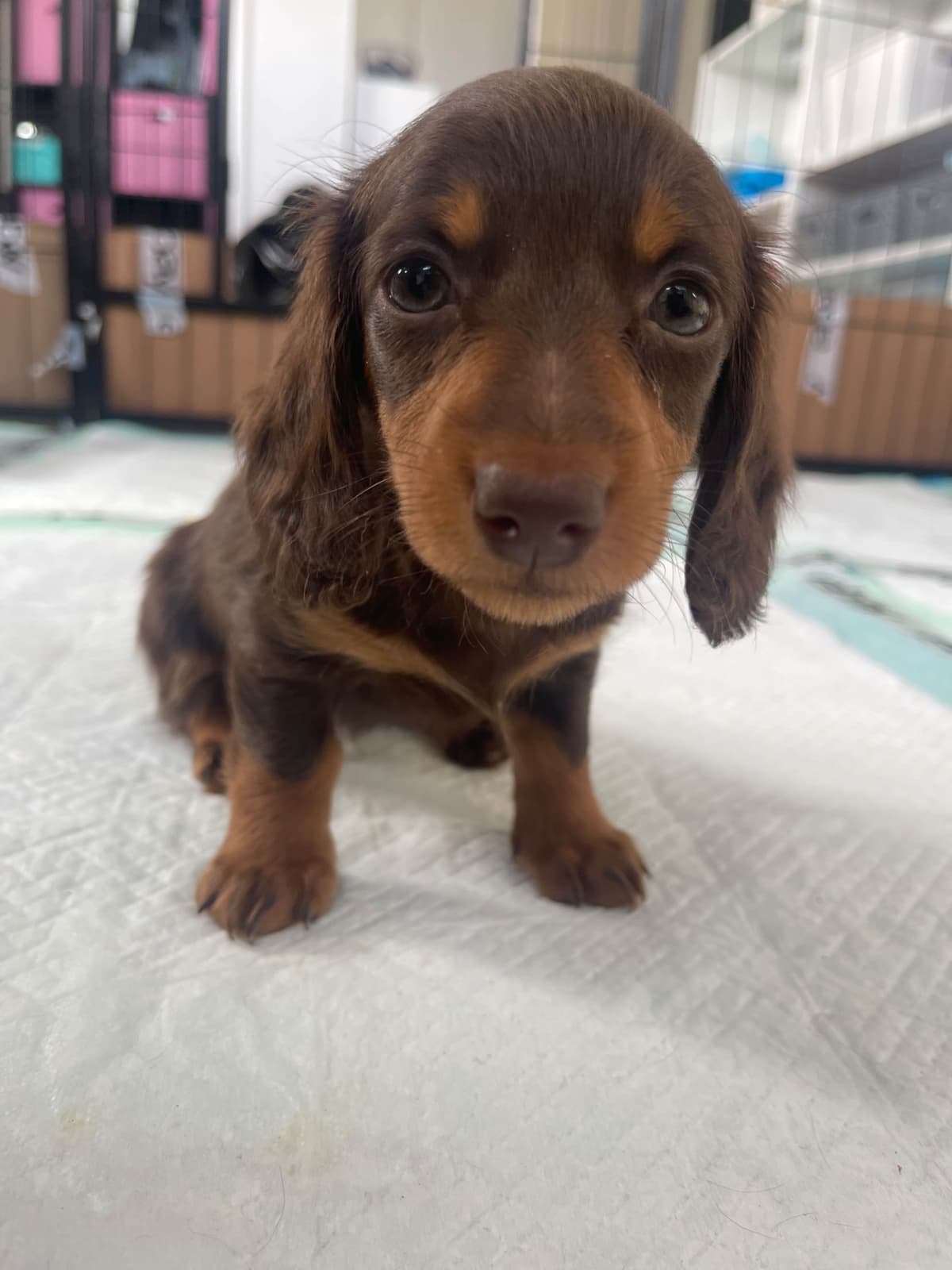Mini Dachshund Puppies breeder image 22