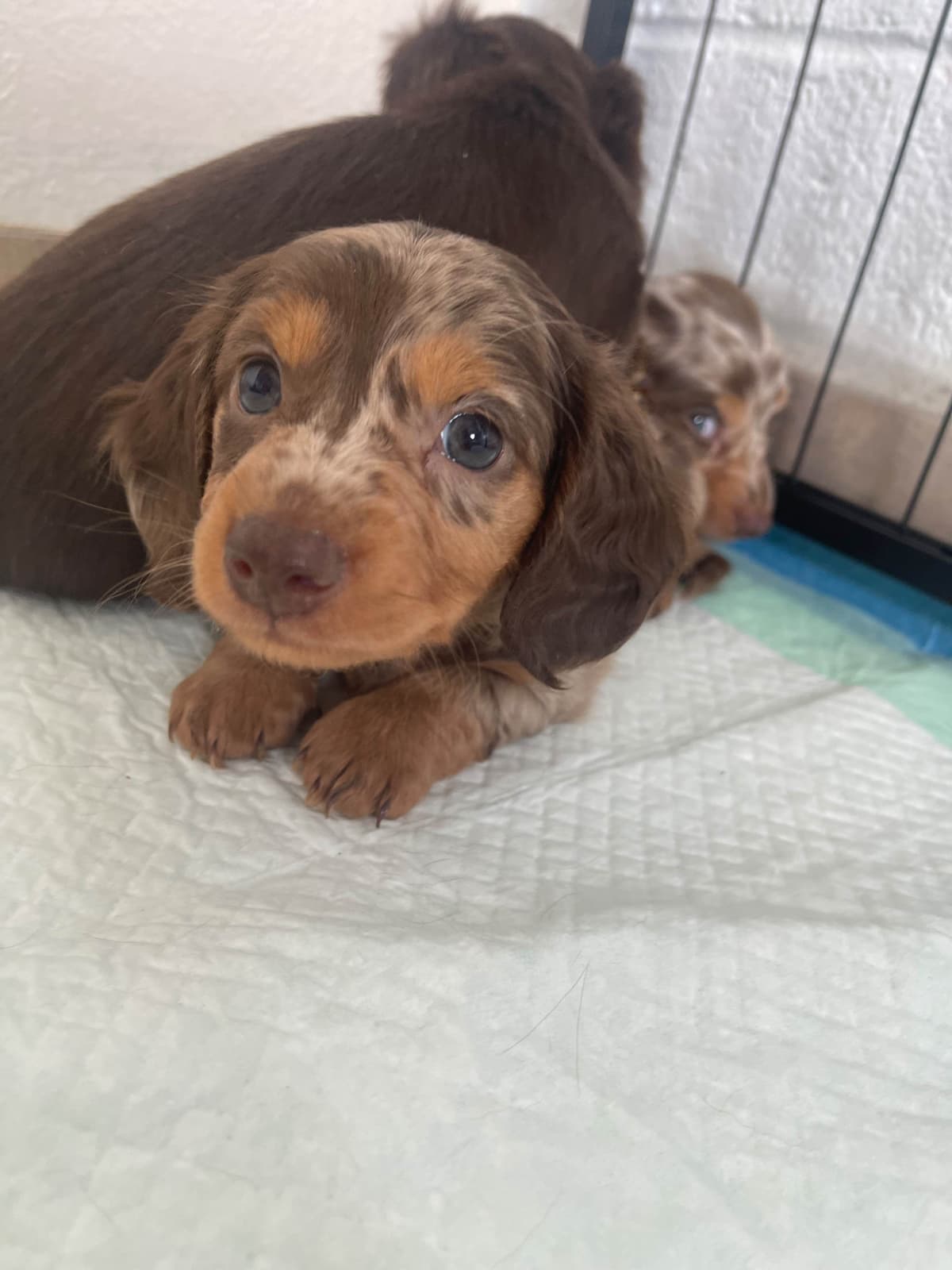 Mini Dachshund Puppies breeder image 23