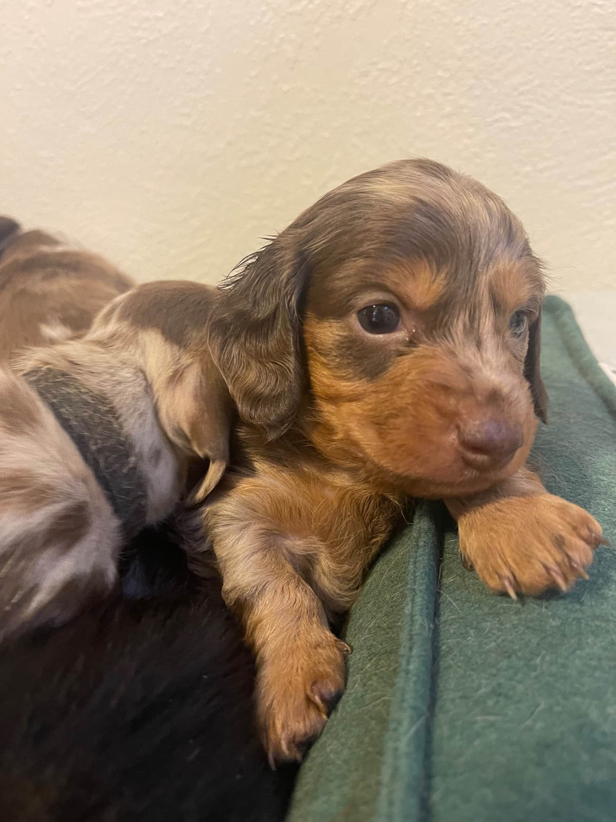 Mini Dachshund Puppies breeder image 25