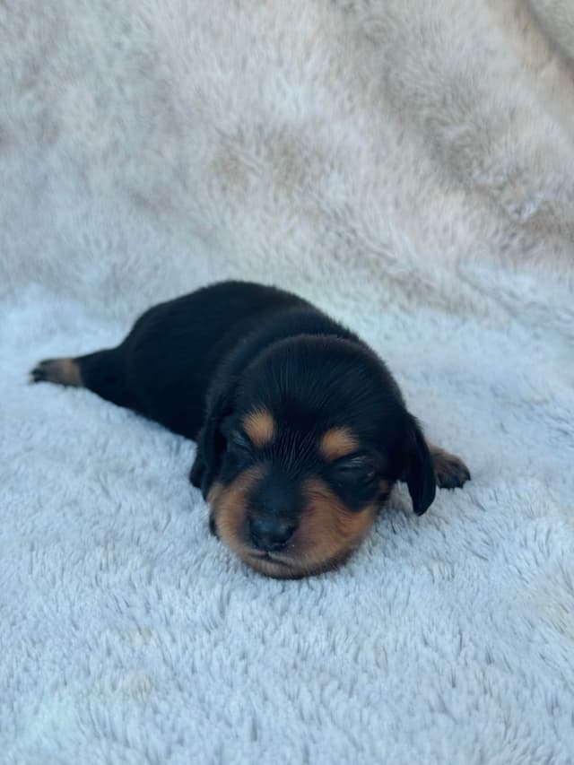 Longhair Mini Dachshund Puppy media 3