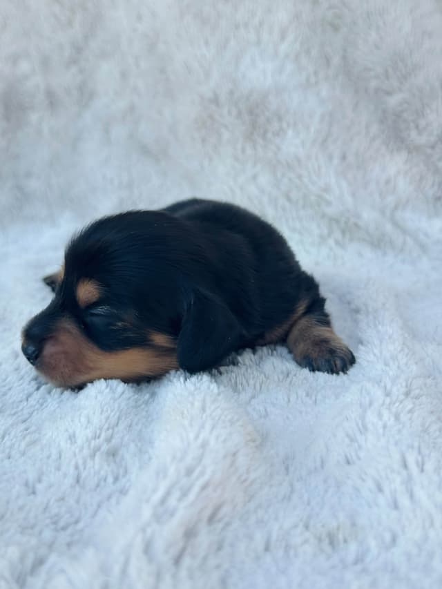 Longhair Mini Dachshund Puppy media 4