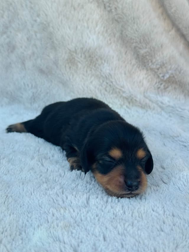 Longhair Mini Dachshund Puppy media 5