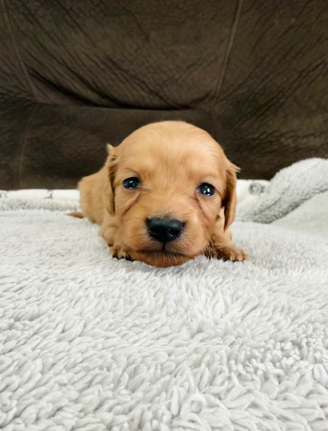 Mini Dachshund Puppies media 5