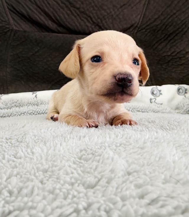 Mini Dachshund Puppies media 7