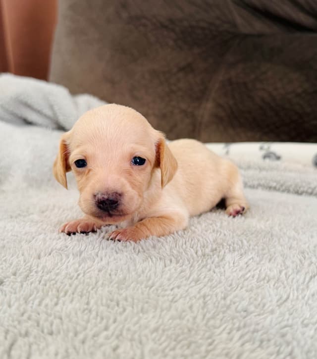 Mini Dachshund Puppies media 8