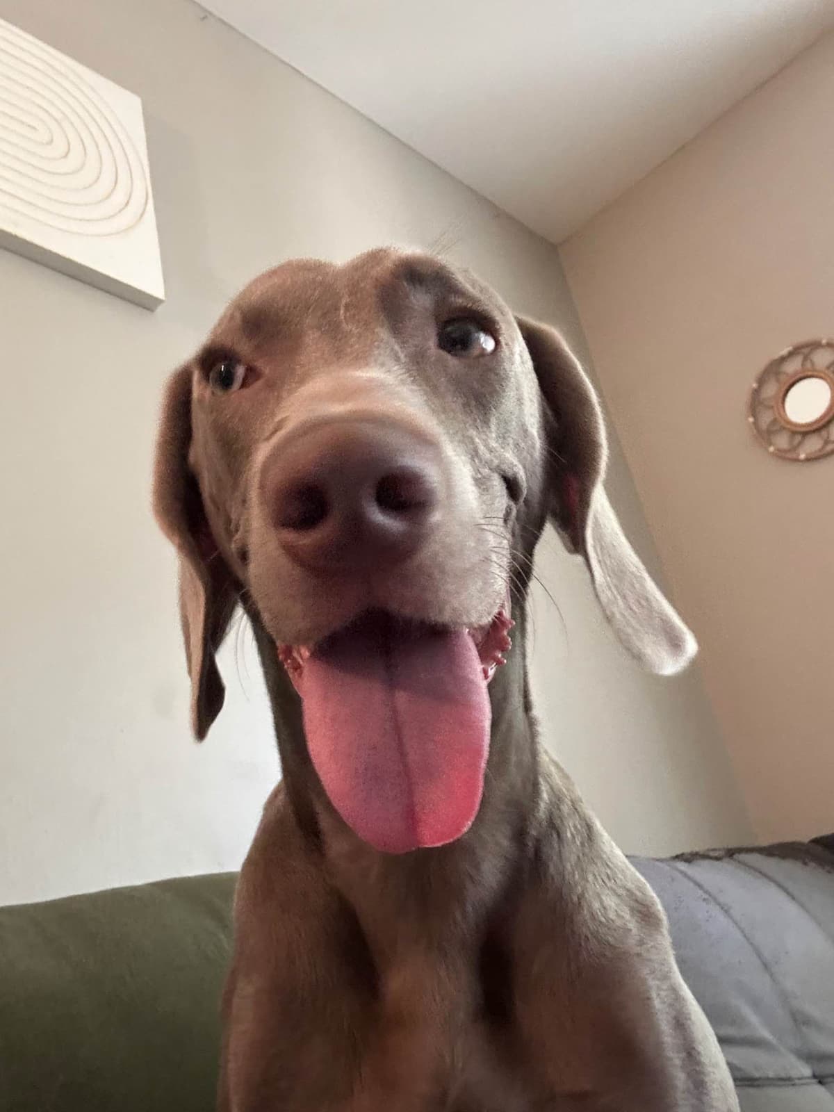 Weimaraner Puppies breeder image 1