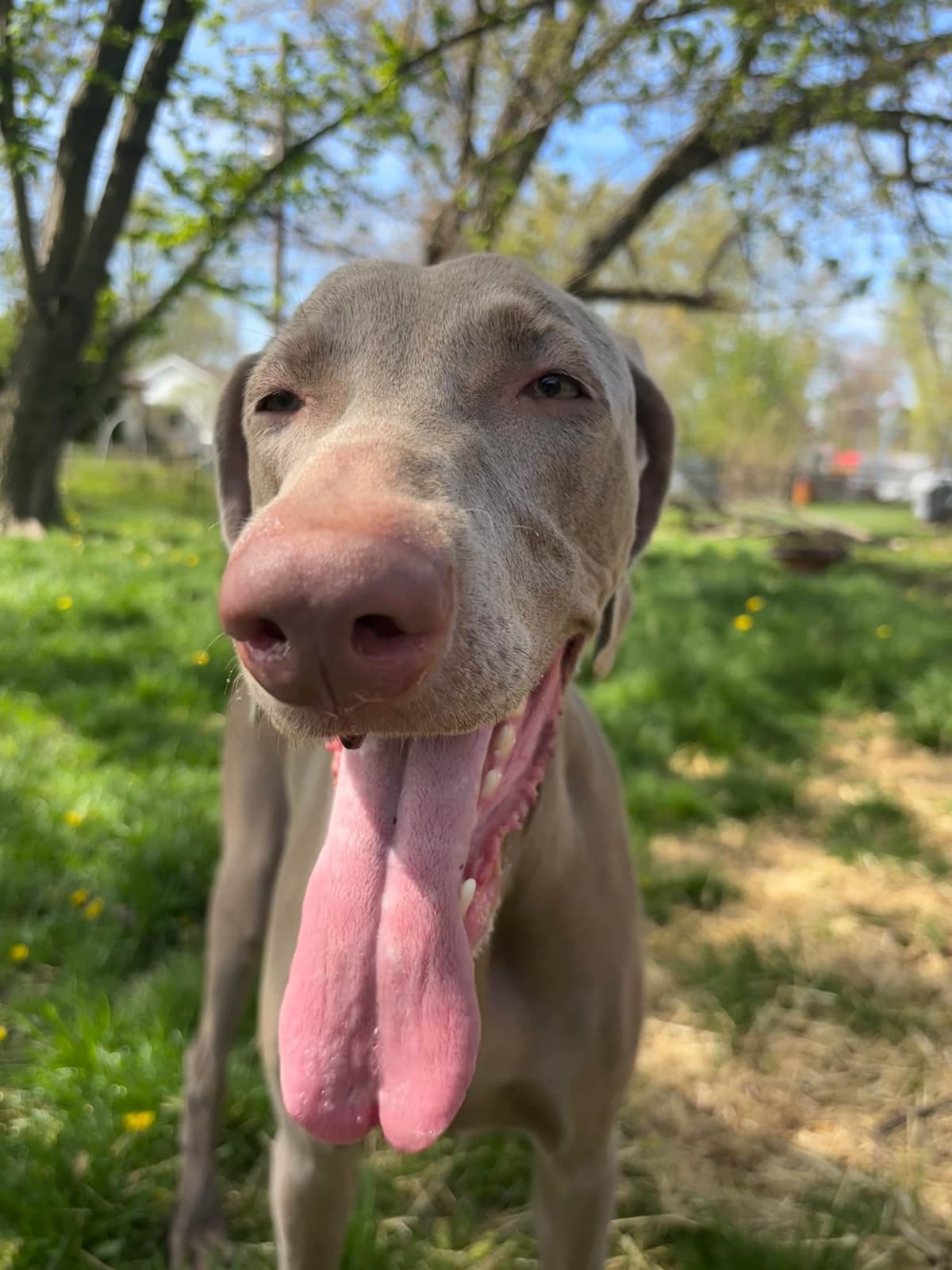 Weimaraner Puppies breeder image 2