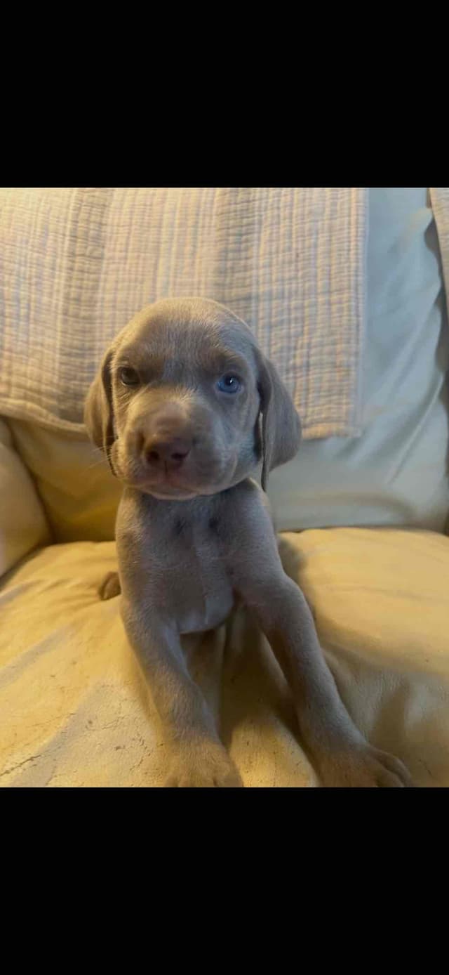 Weimaraner Puppies media 3