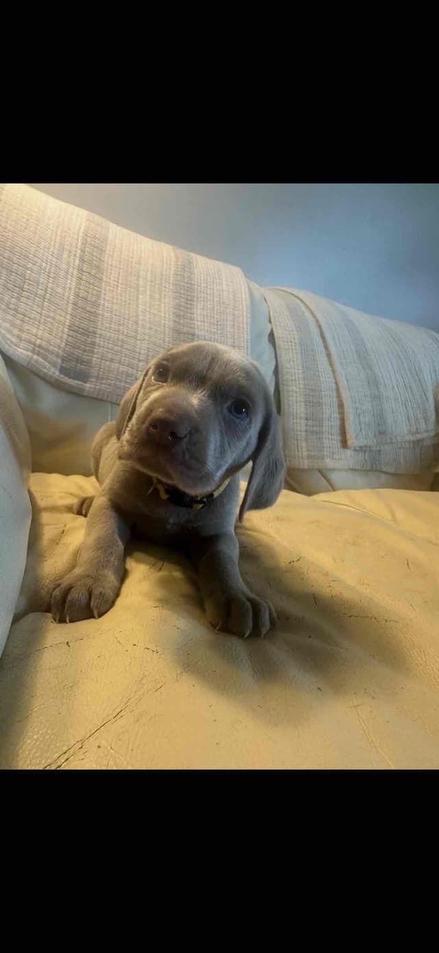 Weimaraner Puppies media 2