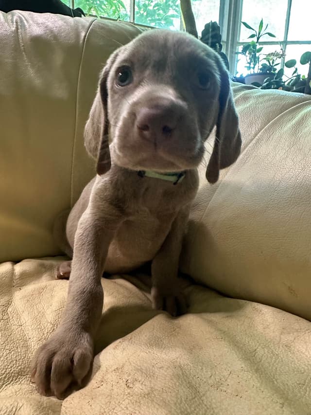 Weimaraner Puppies media 4