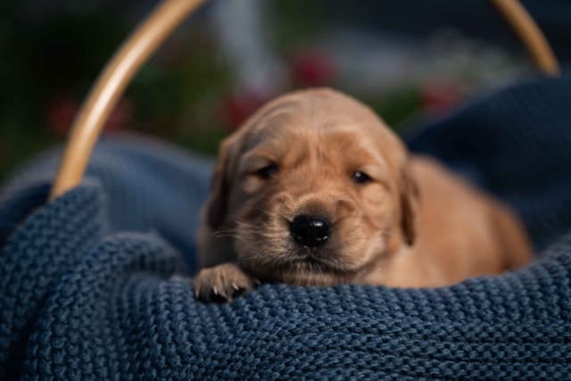 Golden Retriever Puppies media 2
