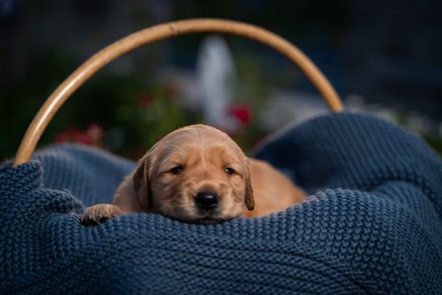 Golden Retriever Puppies media 3