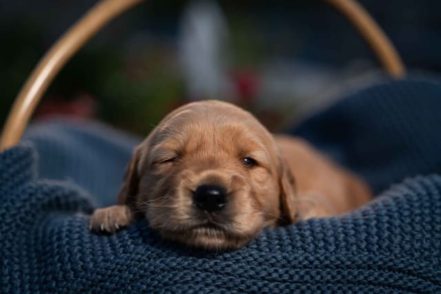 Golden Retriever Puppies media 4