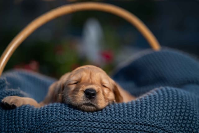 Golden Retriever Puppies media 5