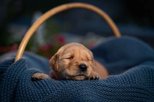 Golden Retriever Puppies media 6