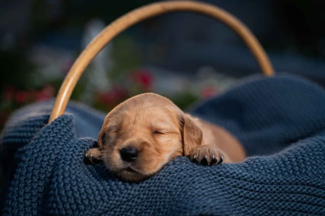 Golden Retriever Puppies media 7