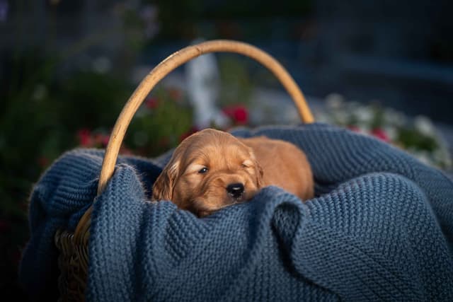 Golden Retriever Puppies media 8