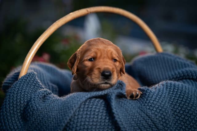 Golden Retriever Puppies media 10