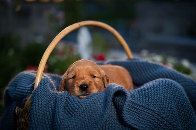 Golden Retriever Puppies media 11