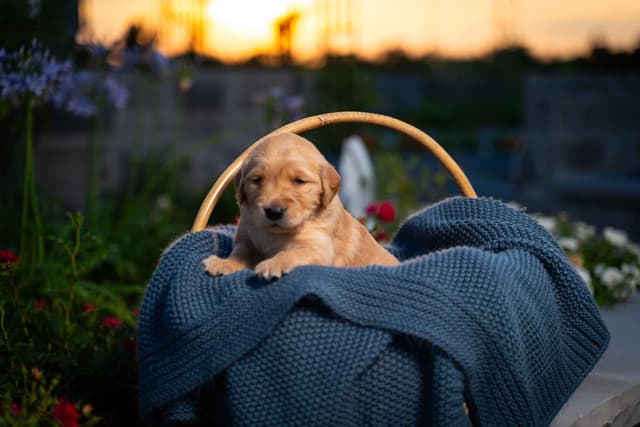 Golden Retriever Puppies media 12