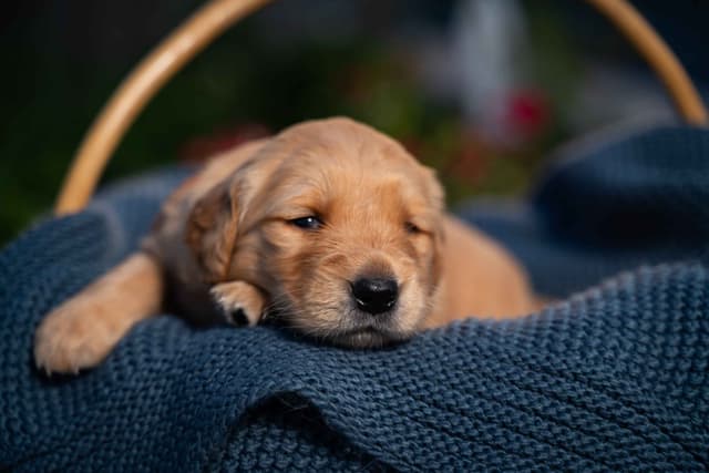 Golden Retriever Puppies media 13