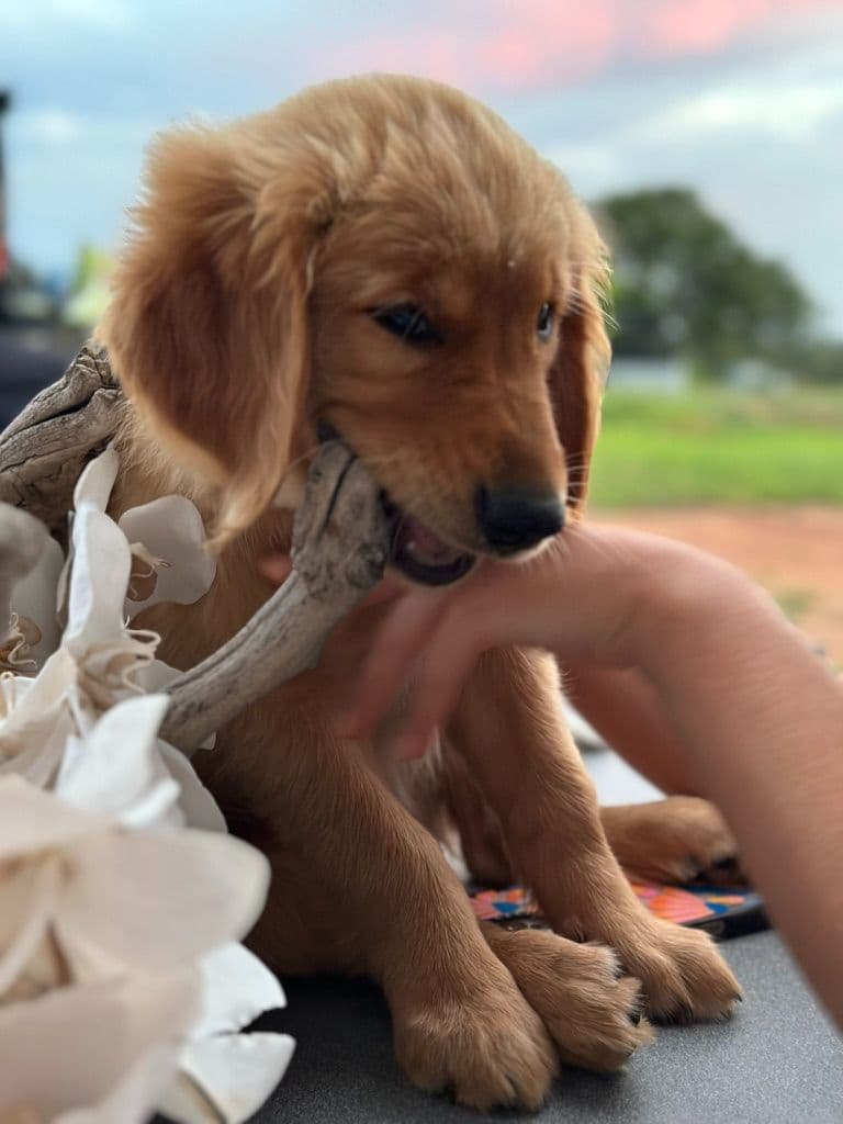 Golden Retriever Puppies breeder image 9
