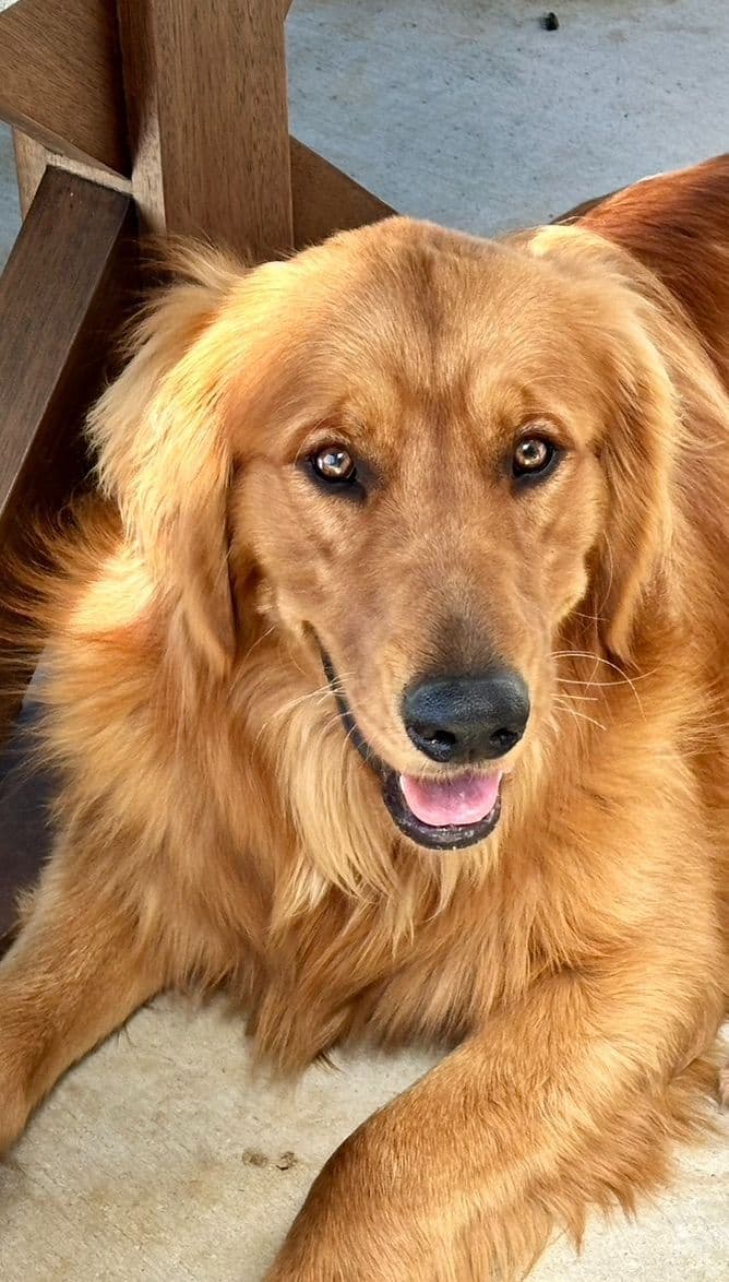 Golden Retriever Puppies breeder image 10