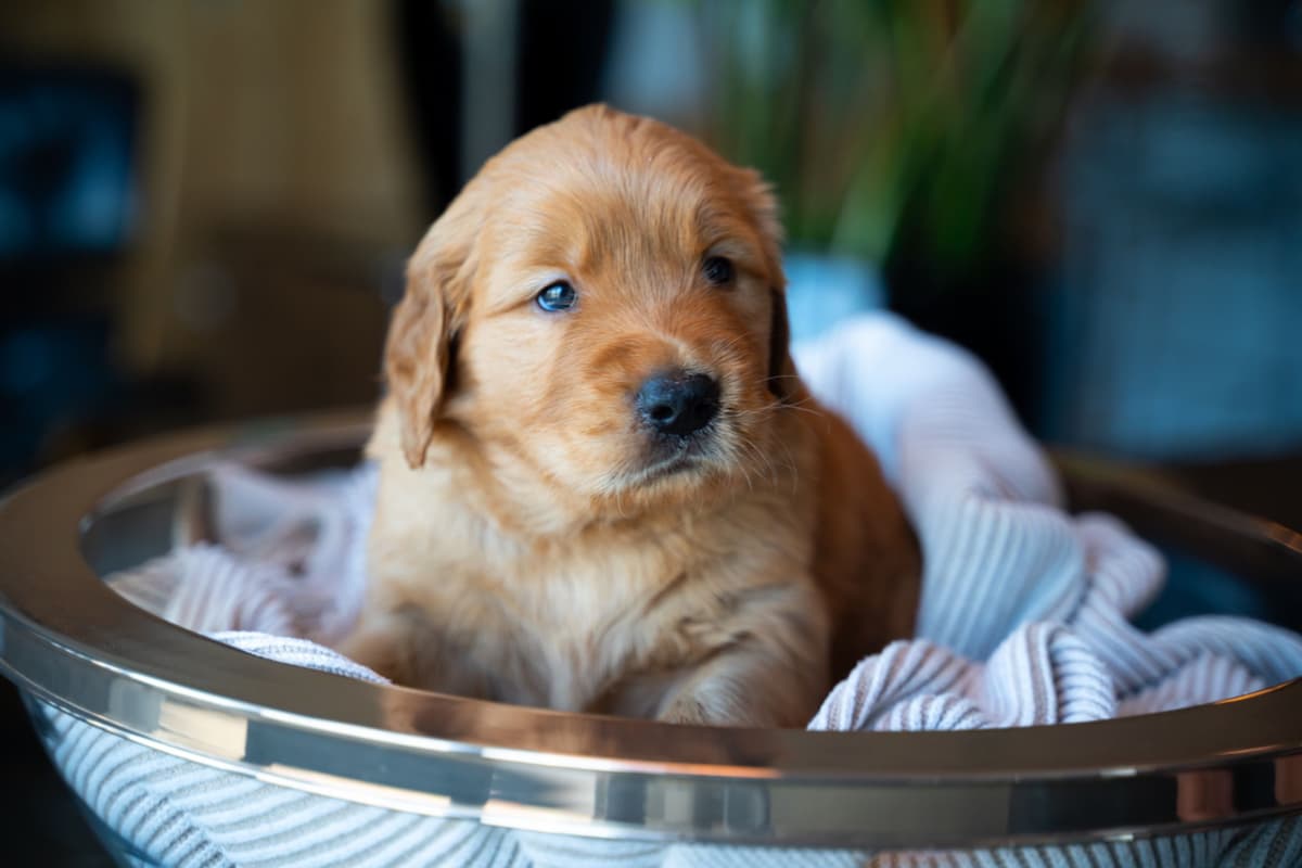 Golden Retriever Puppies breeder image 4