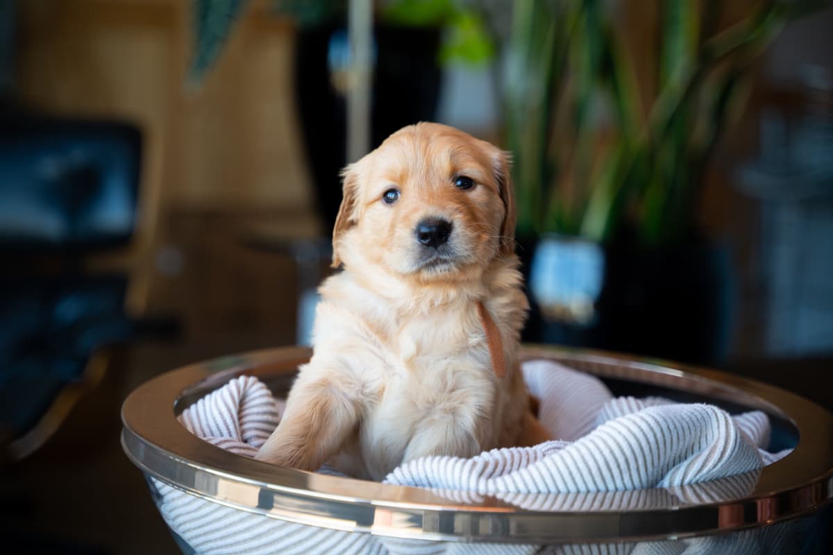 Golden Retriever Puppies breeder image 5