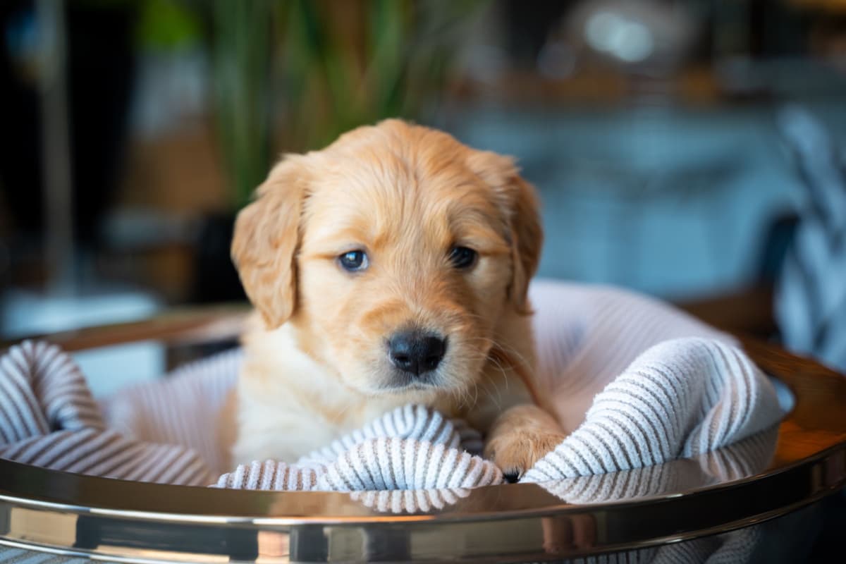 Golden Retriever Puppies breeder image 6