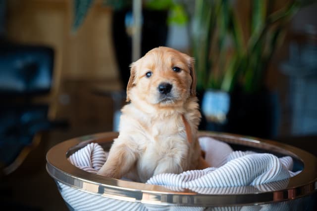 Golden Retriever Puppies media 14