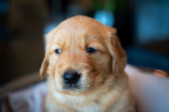 Golden Retriever Puppies media 16