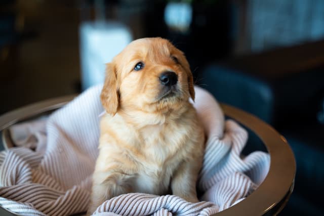 Golden Retriever Puppies media 17